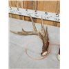 Image 3 : Set Of Main Frame 5x5 Canadian Whitetail Shed Antlers