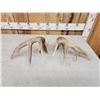 Image 4 : Set Of Main Frame 5x5 Canadian Whitetail Shed Antlers