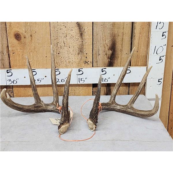 Gorgeous 4x5 Set Of Canadian Whitetail Shed Antlers