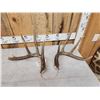 Image 4 : Gorgeous 4x5 Set Of Canadian Whitetail Shed Antlers