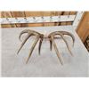 Image 5 : Gorgeous 4x5 Set Of Canadian Whitetail Shed Antlers