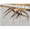 Image 6 : Gorgeous 4x5 Set Of Canadian Whitetail Shed Antlers