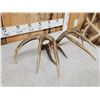 Image 7 : Gorgeous 4x5 Set Of Canadian Whitetail Shed Antlers