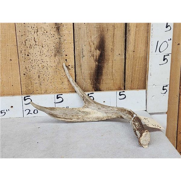 Unique Wild Iowa 2 Point Palmated Whitetail Shed Antler