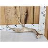 Image 1 : Unique Wild Iowa 2 Point Palmated Whitetail Shed Antler