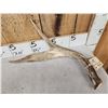 Image 2 : Unique Wild Iowa 2 Point Palmated Whitetail Shed Antler
