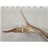 Image 3 : Unique Wild Iowa 2 Point Palmated Whitetail Shed Antler