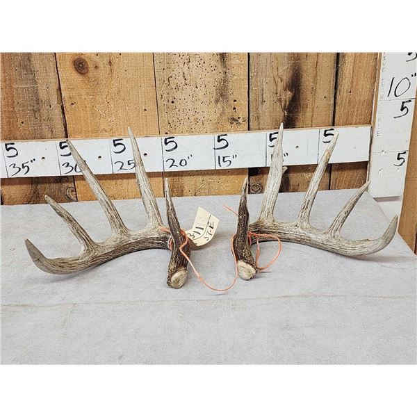 140 Class Set Of Canadian Whitetail Shed Antlers