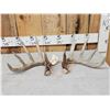 Image 1 : 140 Class Set Of Canadian Whitetail Shed Antlers