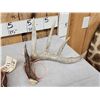 Image 2 : 140 Class Set Of Canadian Whitetail Shed Antlers