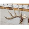 Image 4 : 140 Class Set Of Canadian Whitetail Shed Antlers