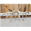 Image 5 : 140 Class Set Of Canadian Whitetail Shed Antlers