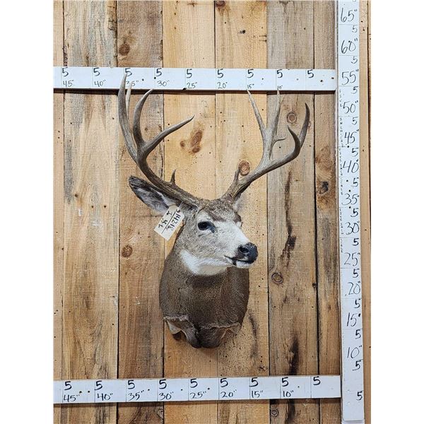 153" Gross Mule Deer Shoulder Mount Taxidermy