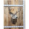 Image 1 : 153" Gross Mule Deer Shoulder Mount Taxidermy
