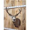 Image 2 : 153" Gross Mule Deer Shoulder Mount Taxidermy