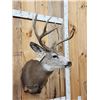Image 3 : 153" Gross Mule Deer Shoulder Mount Taxidermy