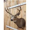 Image 4 : 153" Gross Mule Deer Shoulder Mount Taxidermy