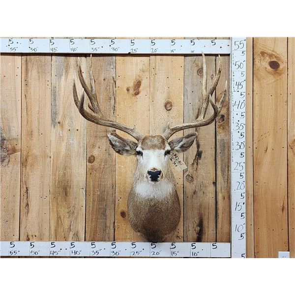 Trophy Class Main Frame 5x5 Mule Deer Shoulder Mount Taxidermy