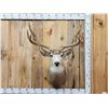 Image 1 : Trophy Class Main Frame 5x5 Mule Deer Shoulder Mount Taxidermy