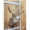 Image 2 : Trophy Class Main Frame 5x5 Mule Deer Shoulder Mount Taxidermy