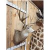 Image 3 : Trophy Class Main Frame 5x5 Mule Deer Shoulder Mount Taxidermy