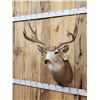 Image 4 : Trophy Class Main Frame 5x5 Mule Deer Shoulder Mount Taxidermy