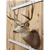 Image 5 : Trophy Class Main Frame 5x5 Mule Deer Shoulder Mount Taxidermy