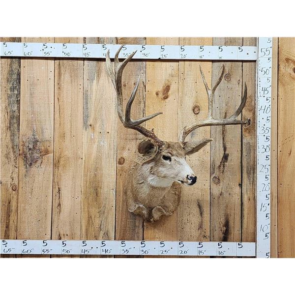 High 180 Class 6x5 Mule Deer Shoulder Mount Taxidermy