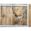 Image 1 : High 180 Class 6x5 Mule Deer Shoulder Mount Taxidermy