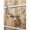 Image 2 : High 180 Class 6x5 Mule Deer Shoulder Mount Taxidermy