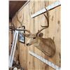 Image 3 : High 180 Class 6x5 Mule Deer Shoulder Mount Taxidermy
