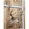 Image 4 : High 180 Class 6x5 Mule Deer Shoulder Mount Taxidermy