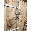 Image 5 : High 180 Class 6x5 Mule Deer Shoulder Mount Taxidermy