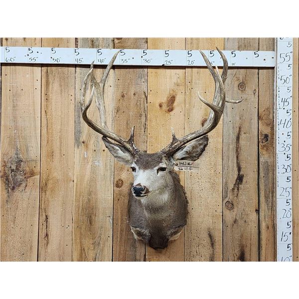 Around 177" Gross Main Frame 5x5 Mule Deer Shoulder Mount Taxidermy