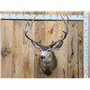 Image 1 : Around 177" Gross Main Frame 5x5 Mule Deer Shoulder Mount Taxidermy