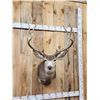 Image 2 : Around 177" Gross Main Frame 5x5 Mule Deer Shoulder Mount Taxidermy