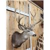 Image 3 : Around 177" Gross Main Frame 5x5 Mule Deer Shoulder Mount Taxidermy