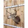 Image 4 : Around 177" Gross Main Frame 5x5 Mule Deer Shoulder Mount Taxidermy