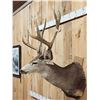 Image 5 : Around 177" Gross Main Frame 5x5 Mule Deer Shoulder Mount Taxidermy