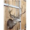 Image 6 : Around 177" Gross Main Frame 5x5 Mule Deer Shoulder Mount Taxidermy