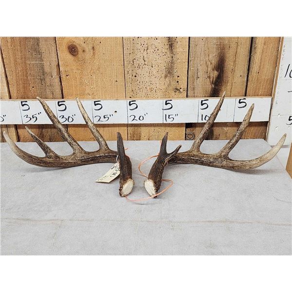 Set Of Main Frame 4x5 Canadian Whitetail Shed Antlers