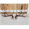 Image 1 : Set Of Main Frame 4x5 Canadian Whitetail Shed Antlers