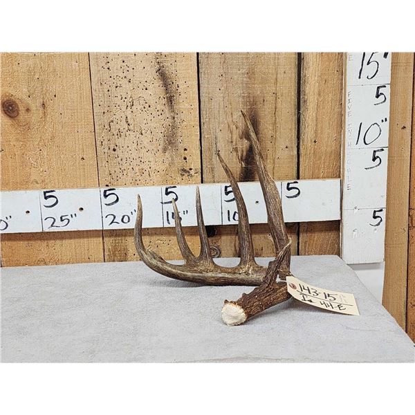 80" Class Canadian Whitetail Shed Antler