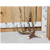 Image 1 : 80" Class Canadian Whitetail Shed Antler