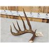 Image 2 : 80" Class Canadian Whitetail Shed Antler