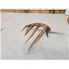 Image 3 : 80" Class Canadian Whitetail Shed Antler
