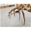 Image 4 : 80" Class Canadian Whitetail Shed Antler