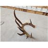 Image 6 : 80" Class Canadian Whitetail Shed Antler