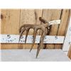 Image 7 : 80" Class Canadian Whitetail Shed Antler