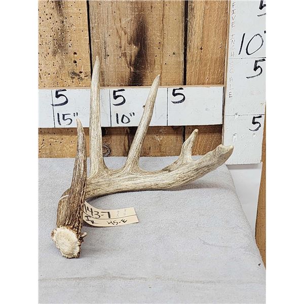 80" Class Typical 5 Point Canadian Whitetail Shed Antler